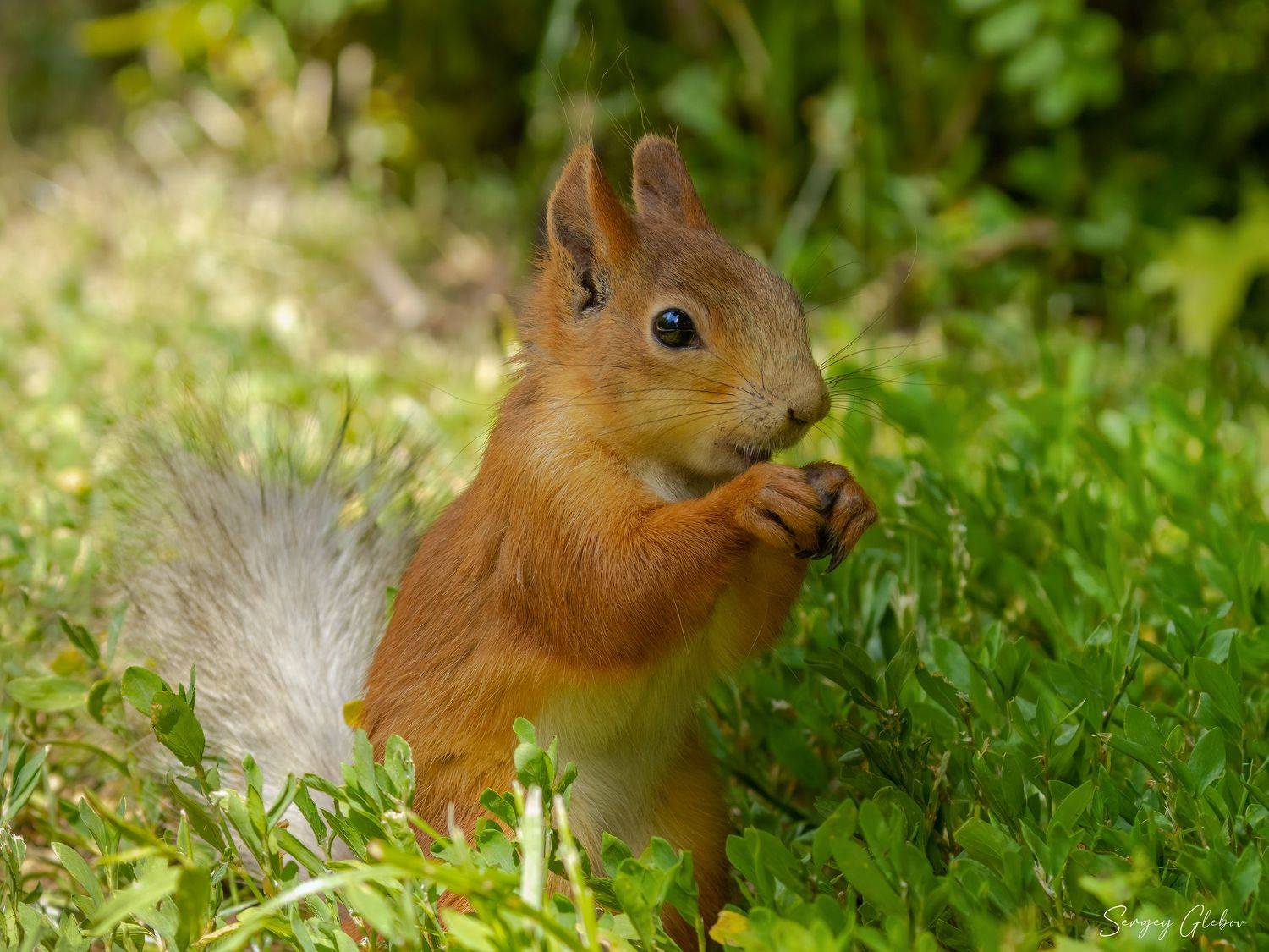 белка, Сергей Глебов