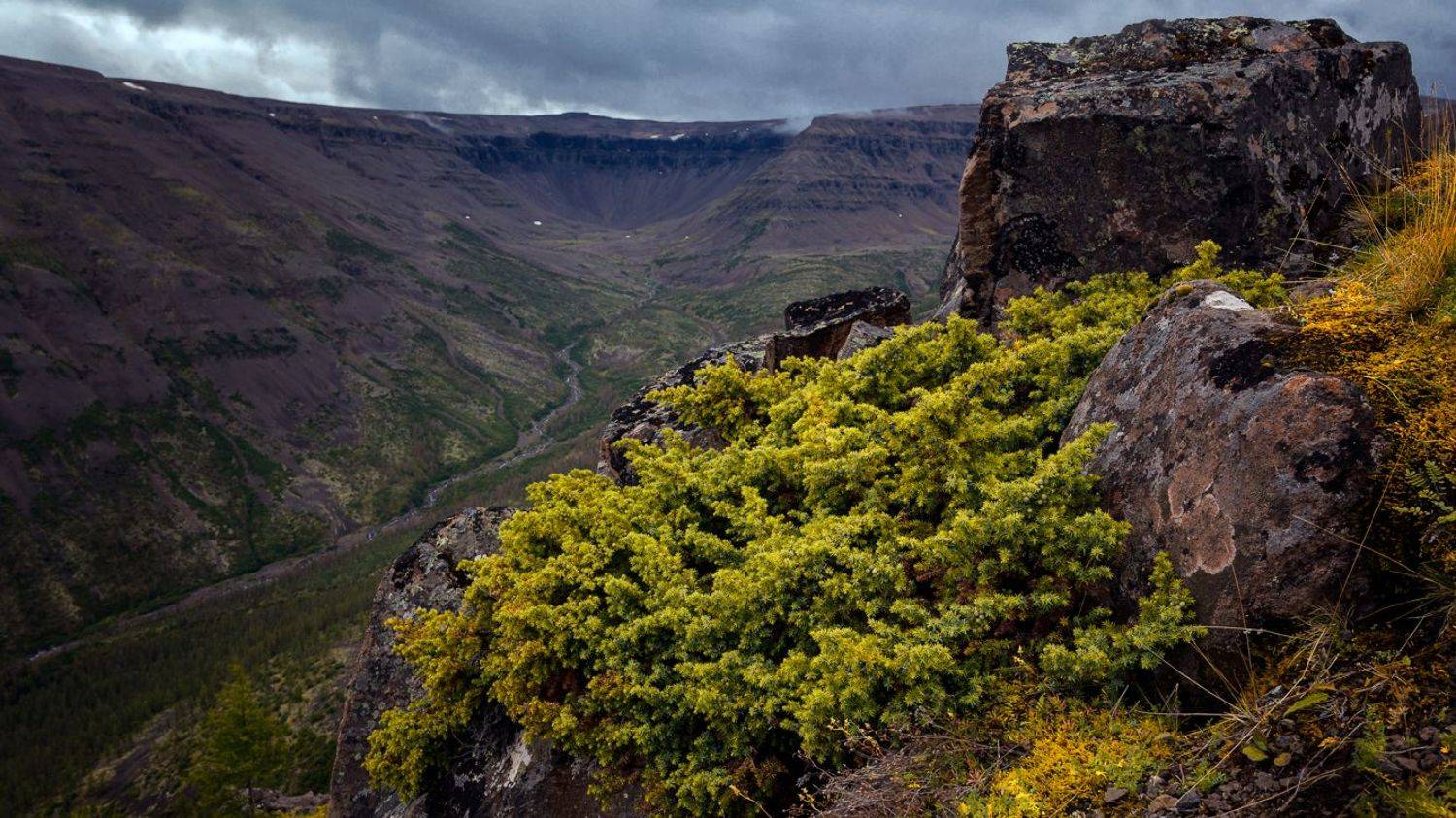 Горы, Можжевельник, Север, Плато Путорана, Пасмурно, Сергей Андреев