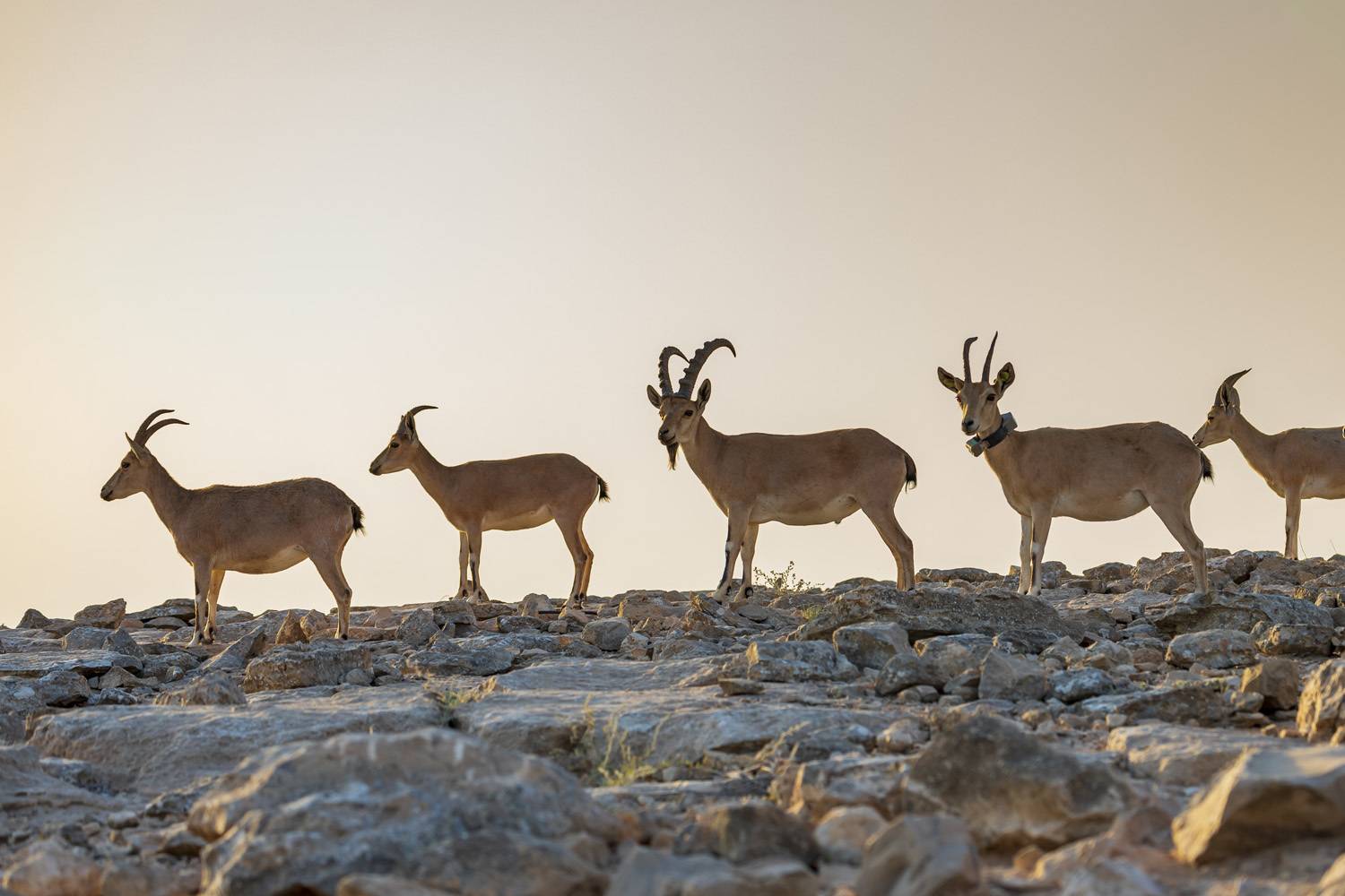 animals, wildlife, nature, desert, israel, Nikolay Tatarchuk
