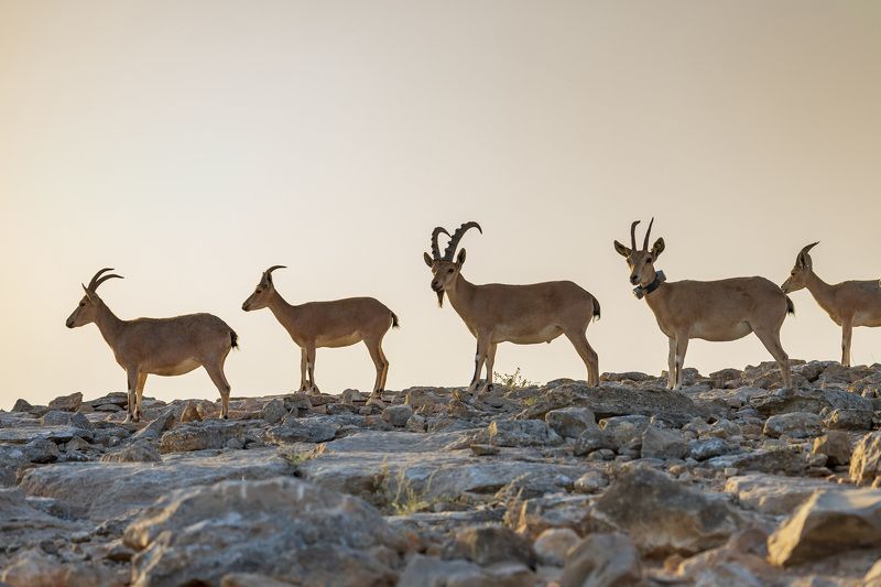 In line фото превью