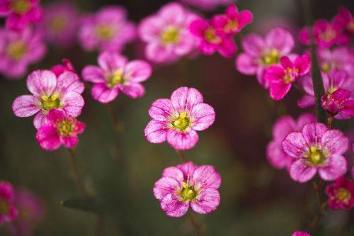 Камнеломка