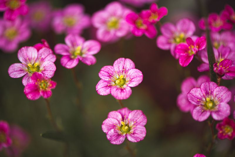 весна, цветок, розовый, белый Камнеломка фото превью