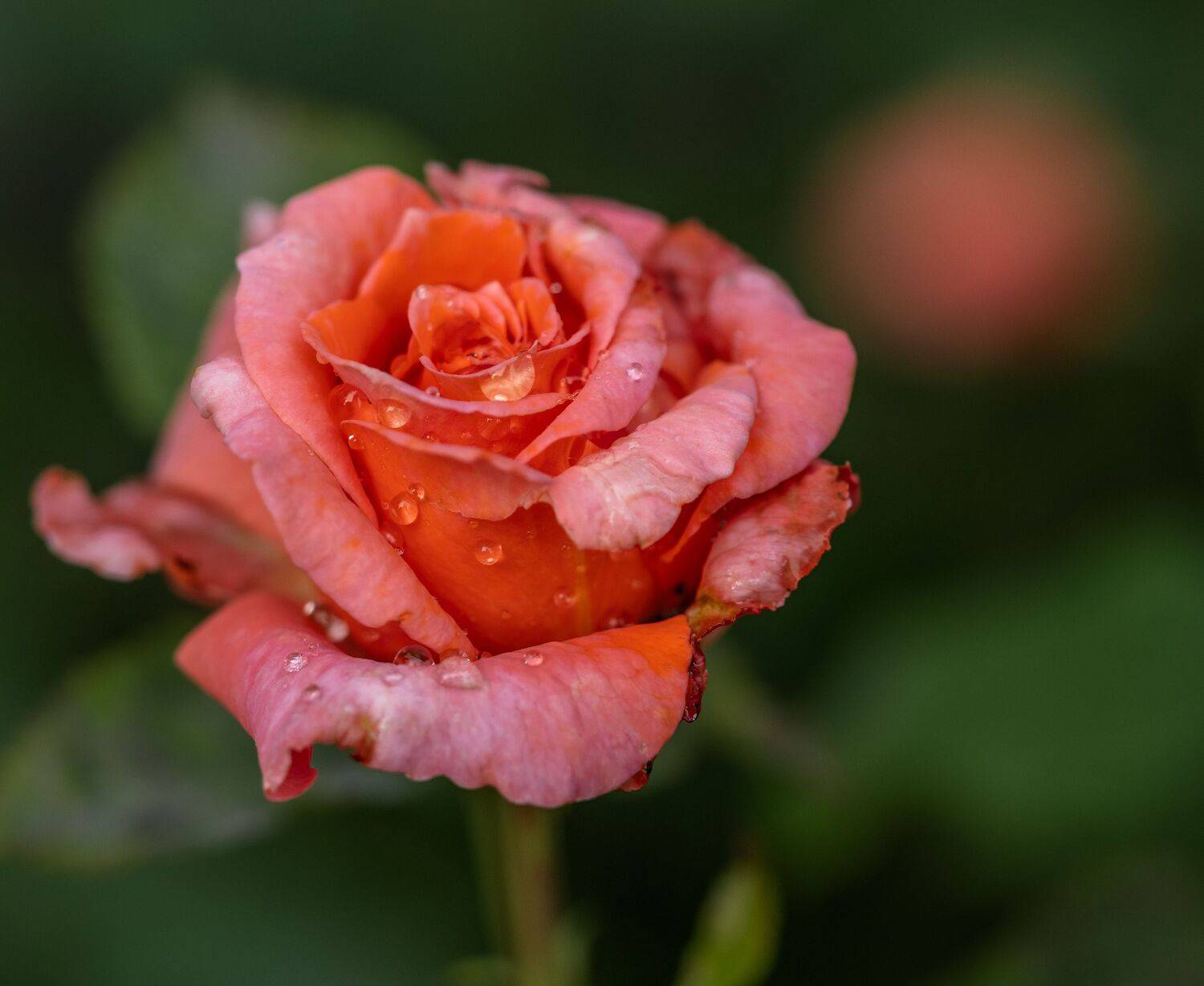 , Курлянцев Алексей