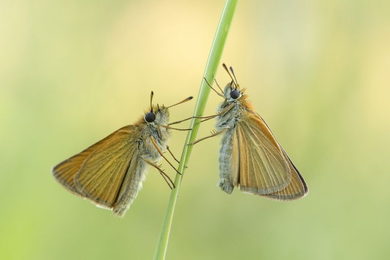 insect, butterfly, nature, close-up, animal, lepidoptera, wildlife, butterfly, meadow, largeskipper, macro Large skippers фото превью