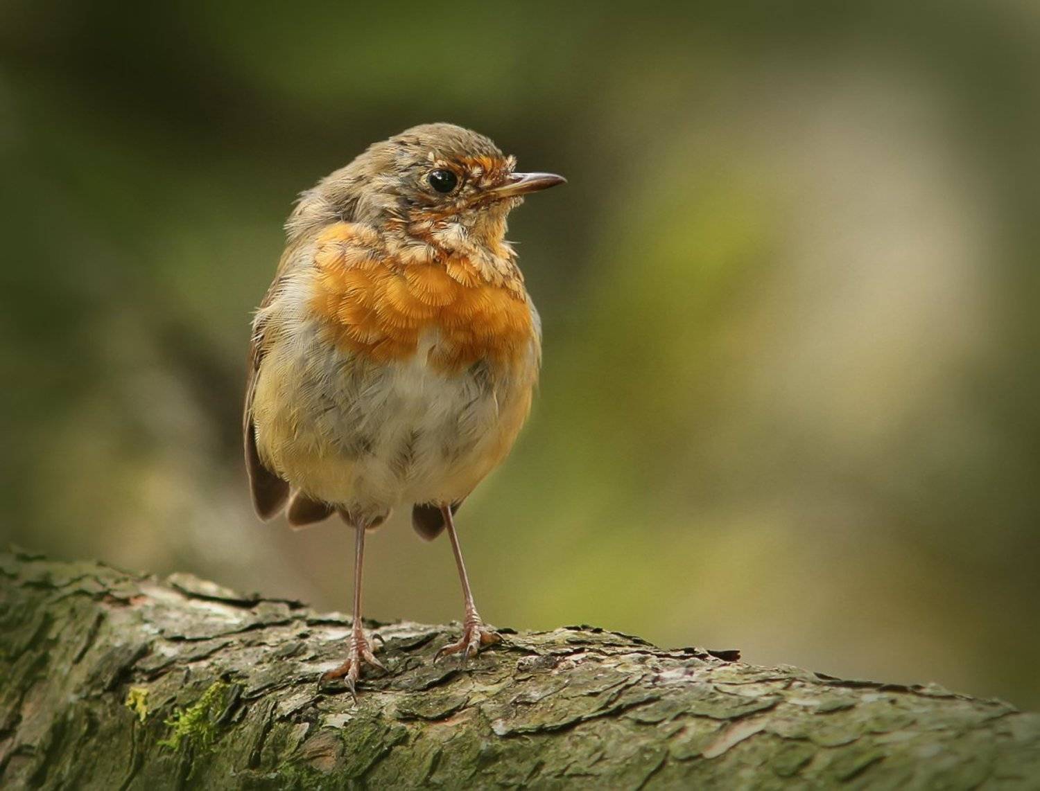 , Зоя Лаптева