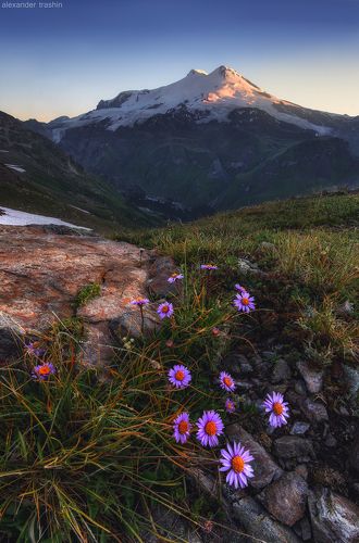 Alpine Paint