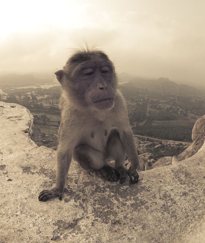 Хампи, ханнуман, Карнатака, Индия, обезьяна, сонная Sleepy monkey at Hannuman temple фото превью