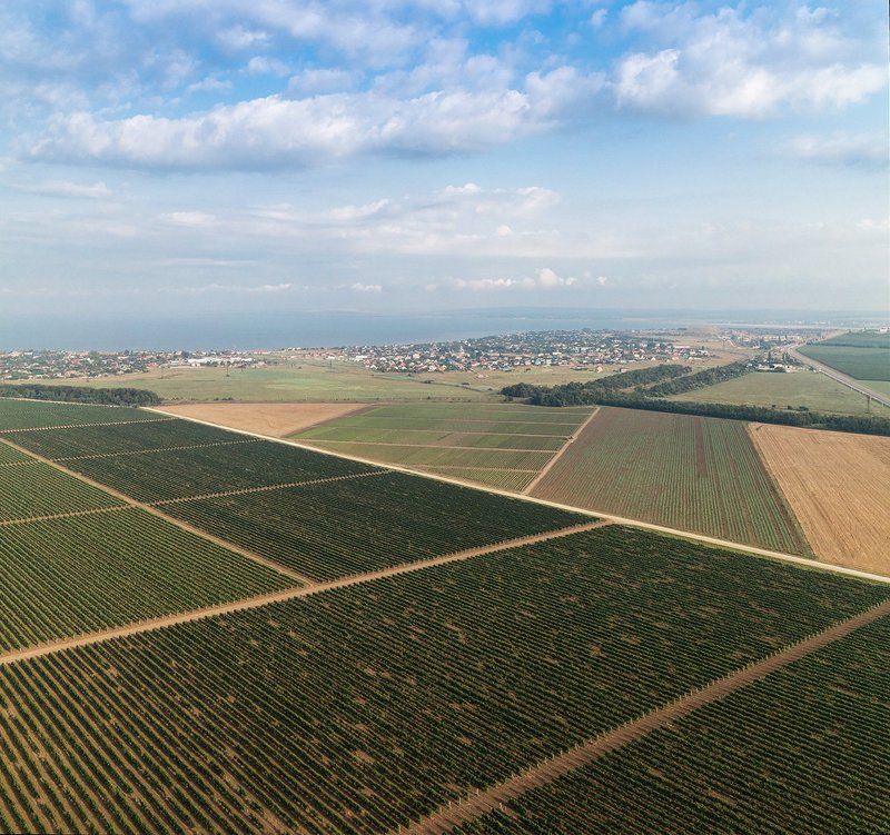 геометрия, высота Геометрия виноградного поля фото превью