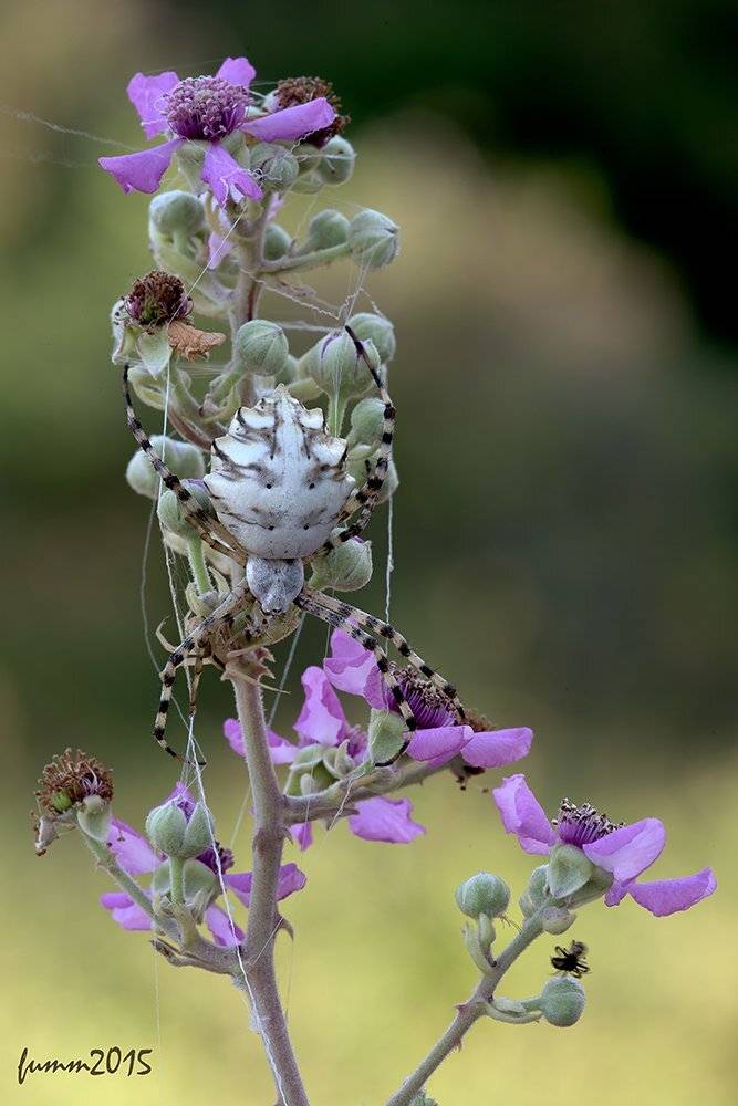 , Игорь ФУММ