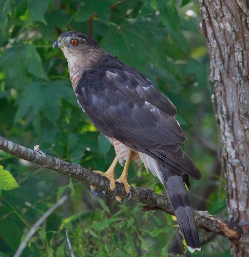 Полосатый ястреб - Sharp-shinned hawk