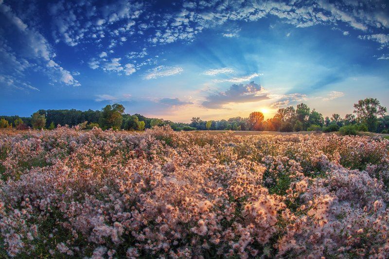 field, meadow, sunset, sky, clouds Fluffy meadow фото превью