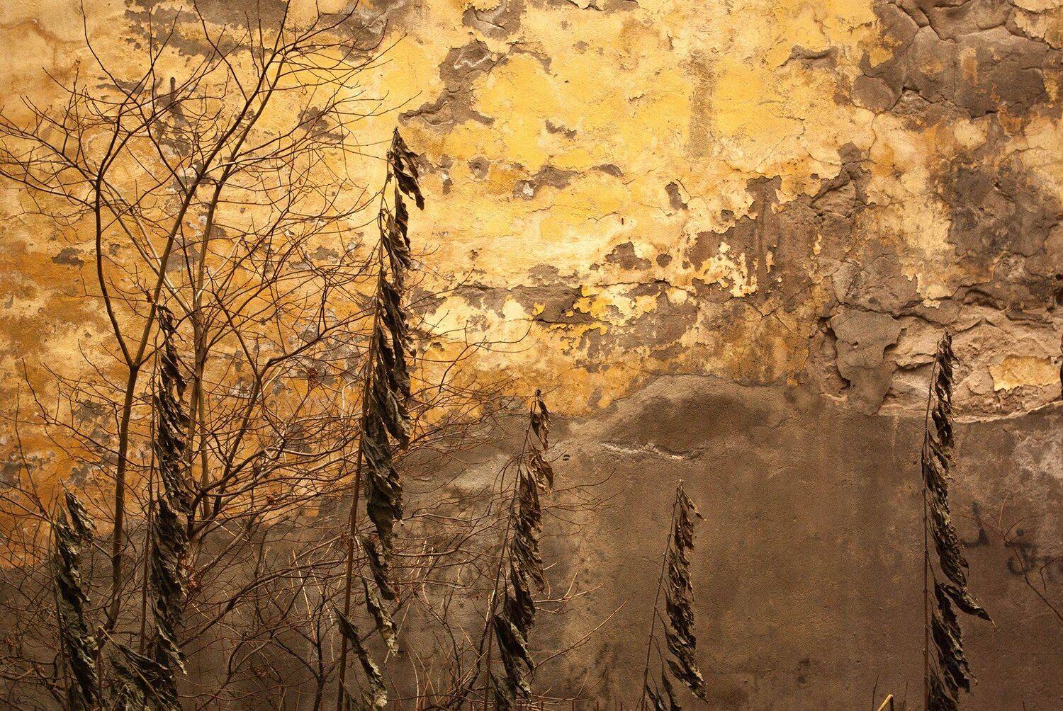 grass, yellow, texture, autumn, forest, Илья Лифанов