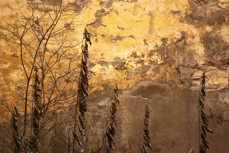 grass, yellow, texture, autumn, forest Grass structure фото превью