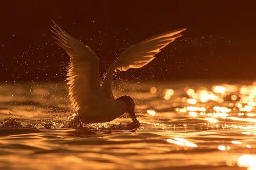 Sunset catch
