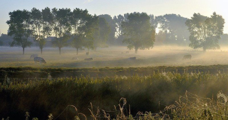 golden morning. фото превью