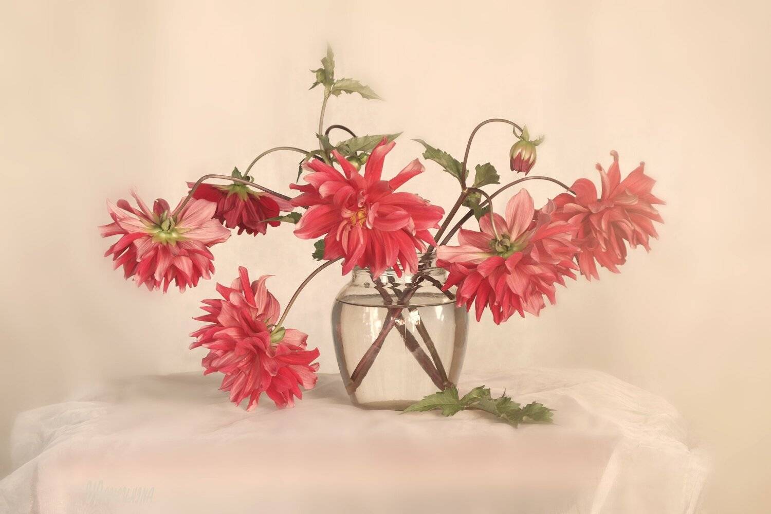 Букет красивых георгин, Красные георгины, Вера Павлухина