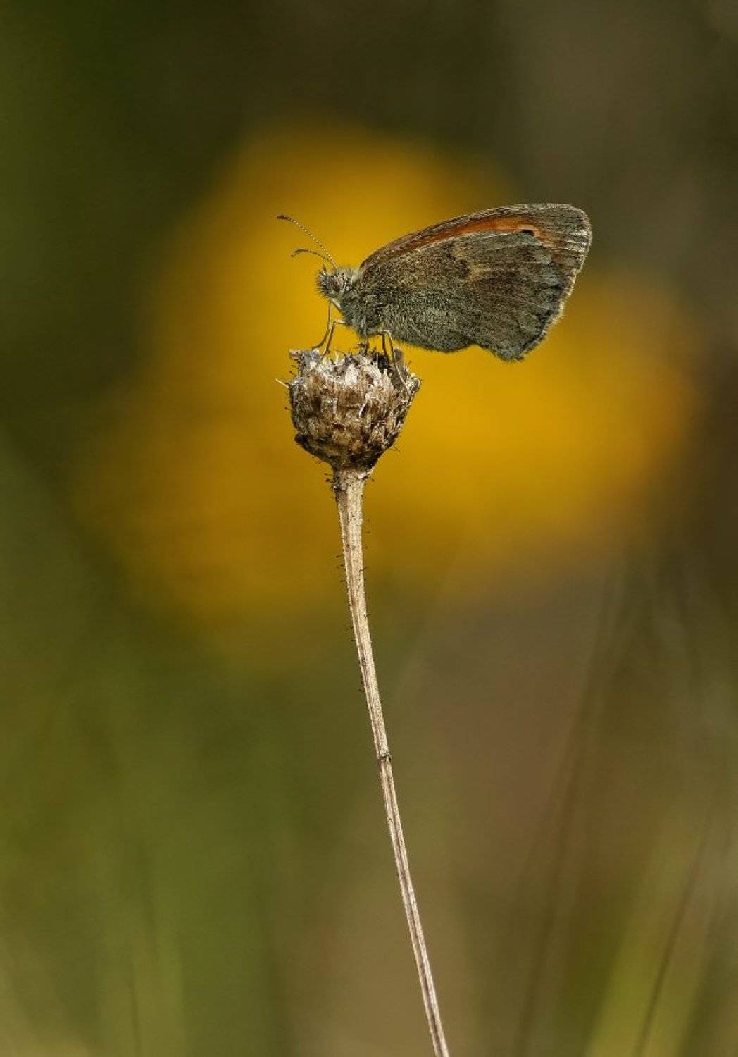 , Чепленко Алексей