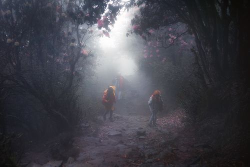 Сквозь мистический лес