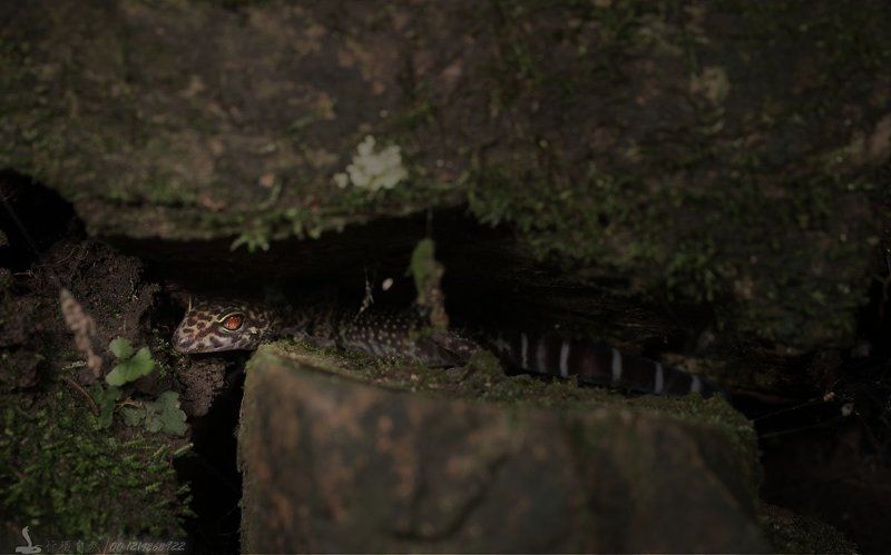 век тигра век тигра фото превью