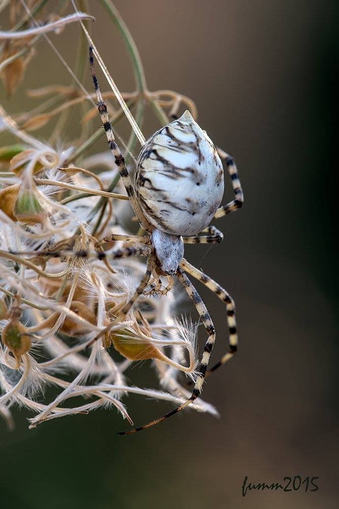 , Игорь ФУММ