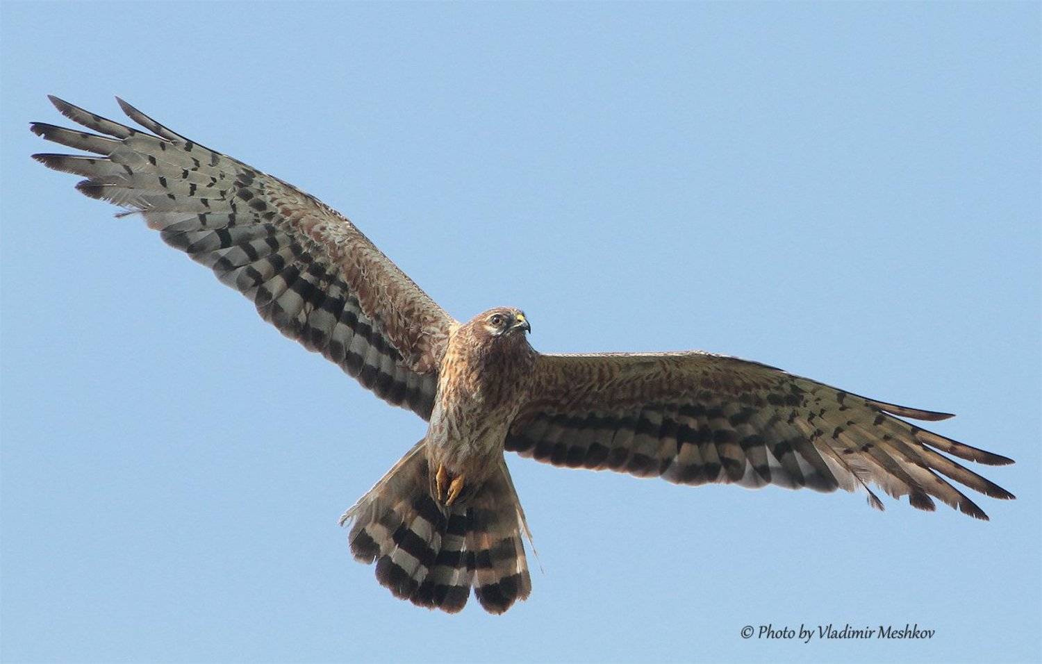 , &copy; =Vladimir Meshkov=