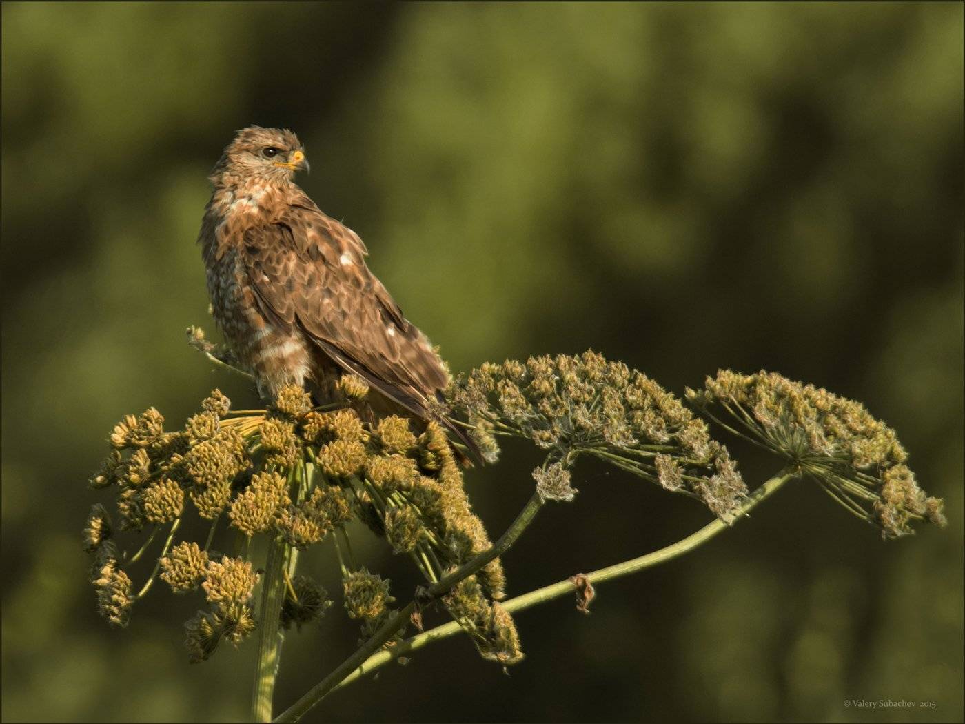 , Валерий Субачев