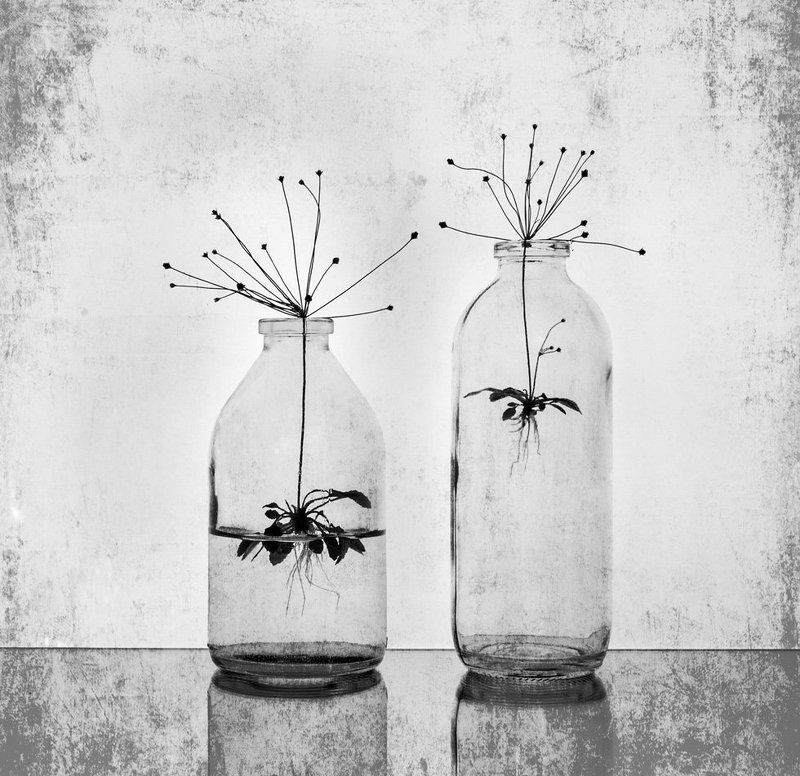 *** фото превью