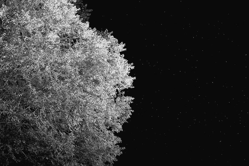 Treestar фото превью