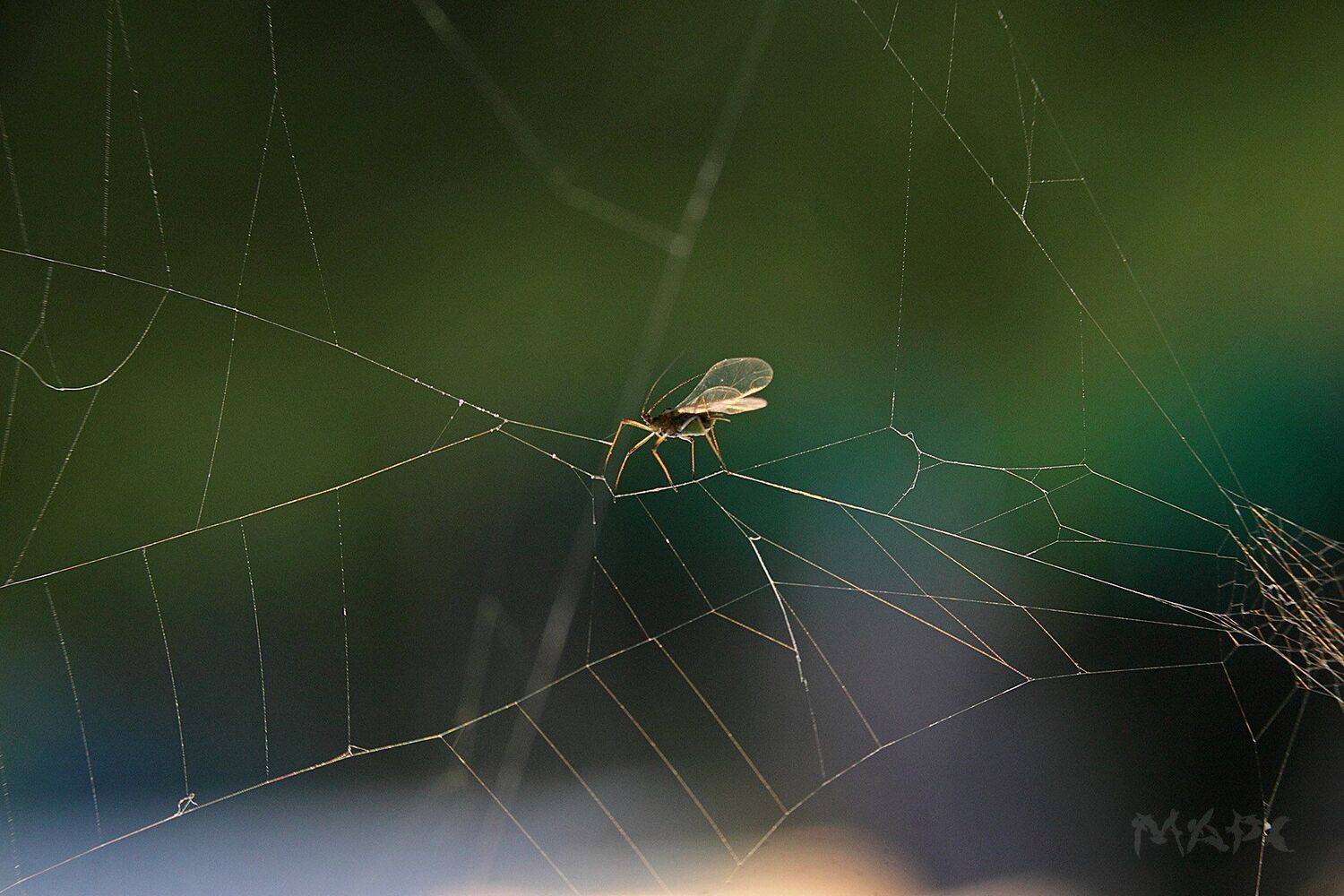 , Шангареев Марс