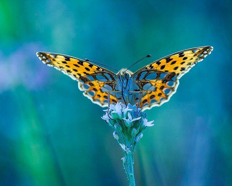 , Pawel Plucinski