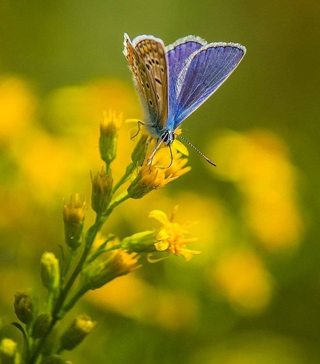 , Pawel Plucinski