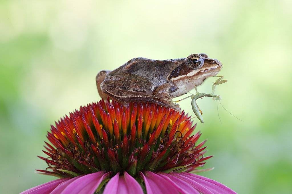 , Сергей Таланов