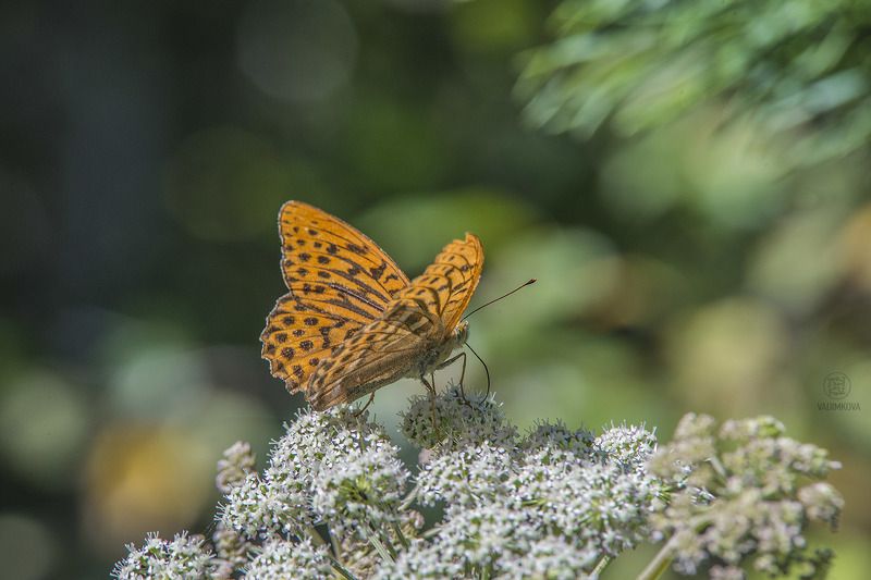 нектар фото превью