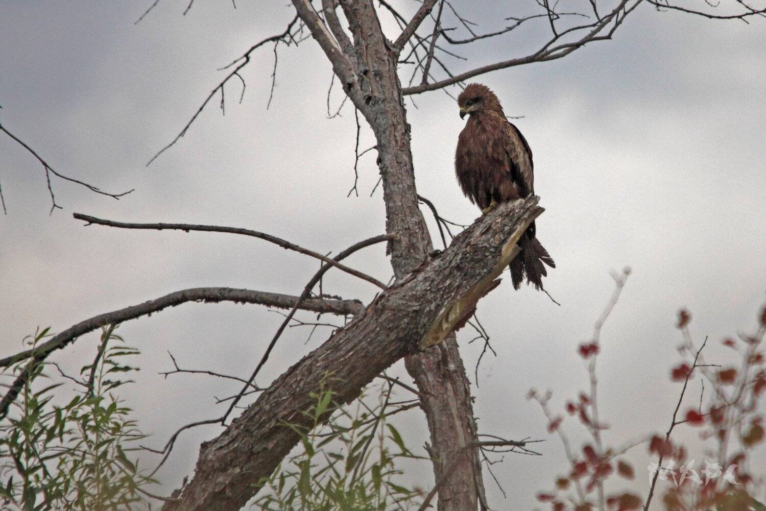 , Шангареев Марс