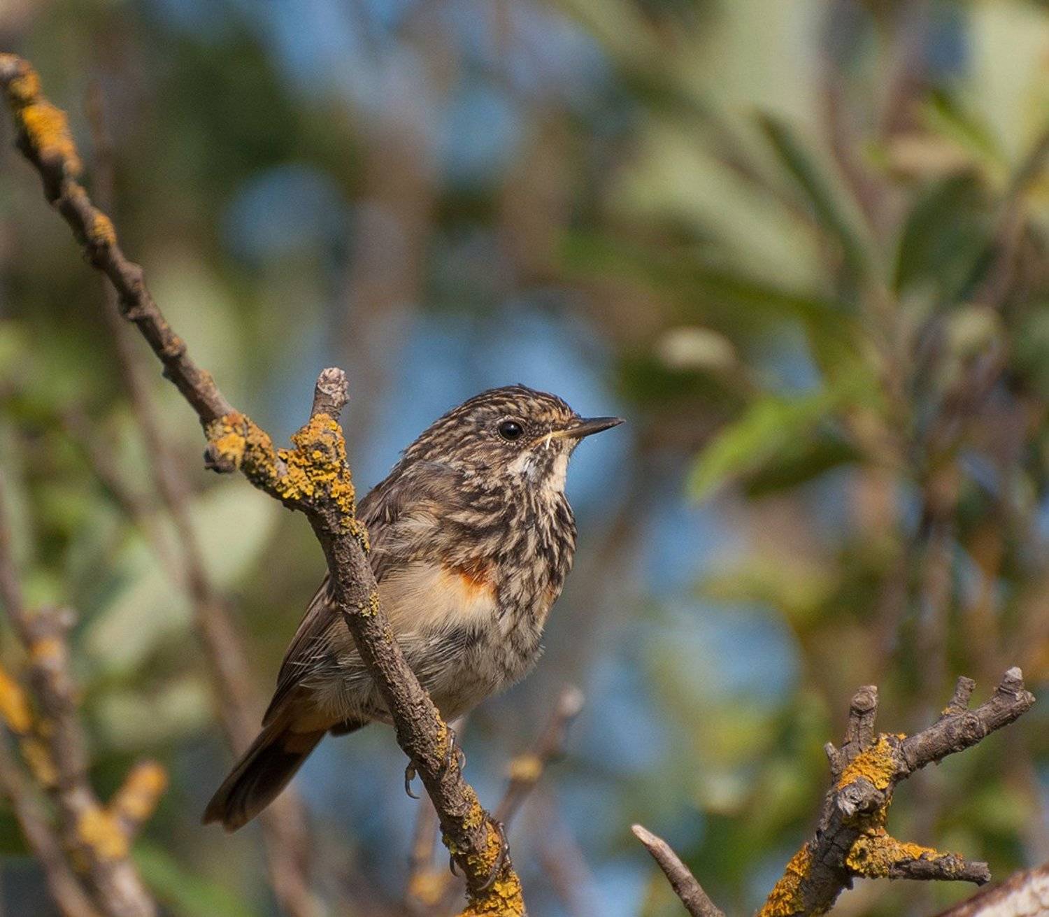 дикая природа россии, живность, птенец варакуши, птицы, Анатолий Зверев
