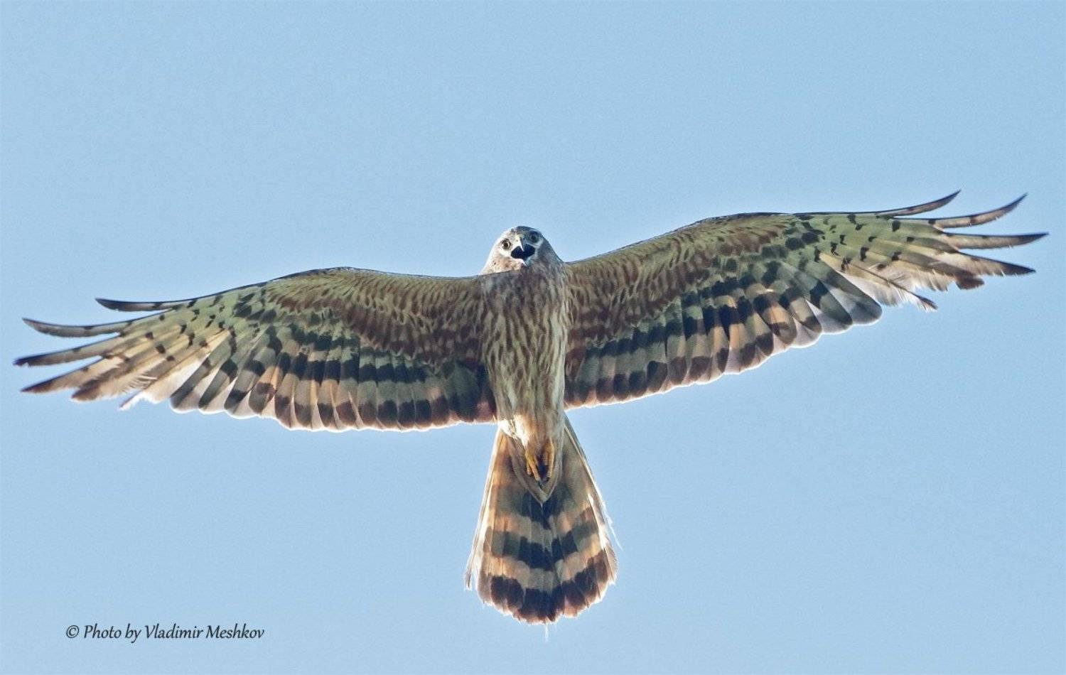 , &copy; =Vladimir Meshkov=