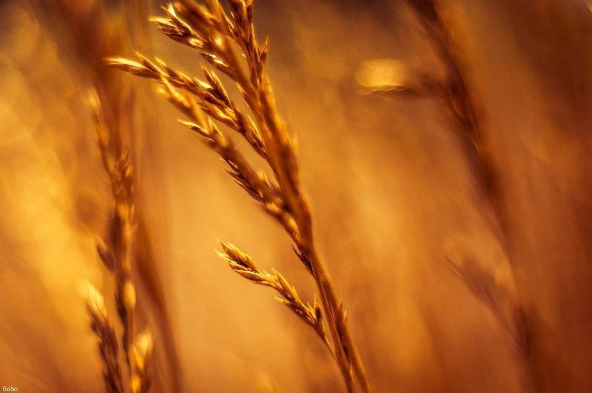 gold,yellow,grass,plant,abstract,focus,shine,sun,, Boris Preslavski