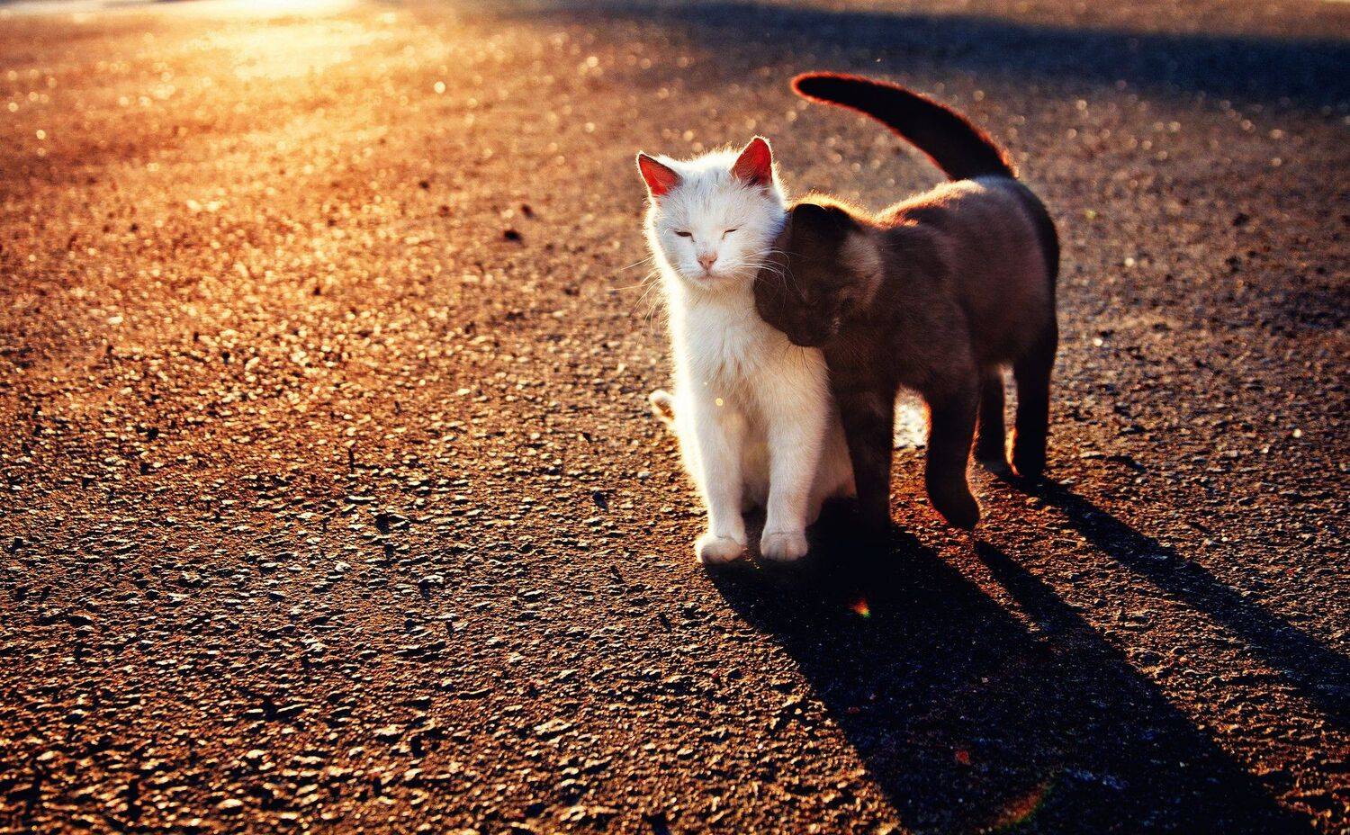 Cats, Александр Калинин