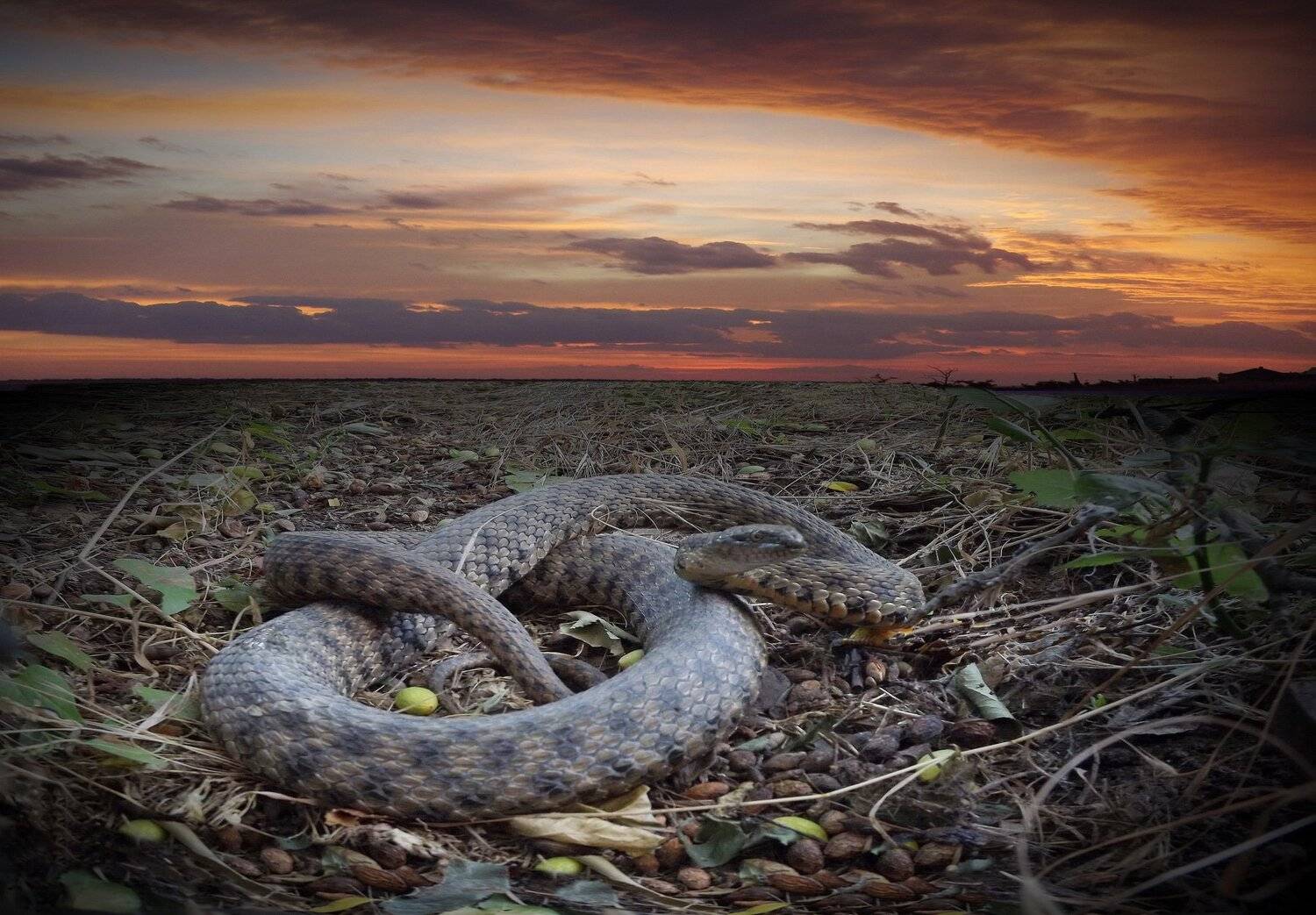 одесса, Сергей Кошелев