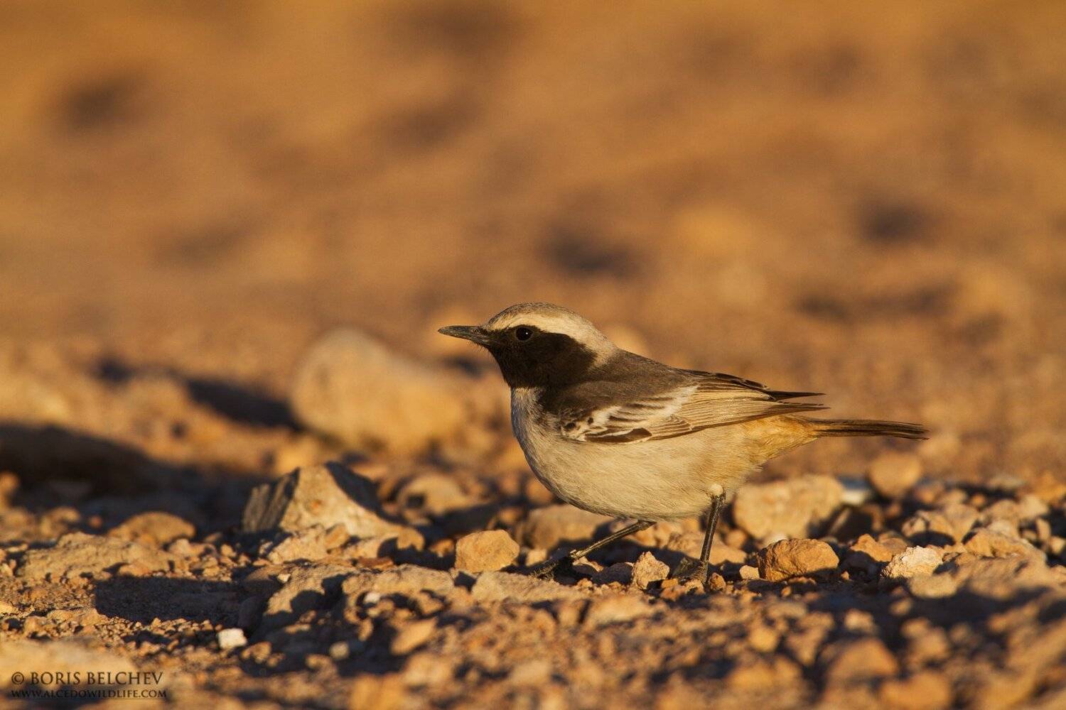 Рыжепоясничная каменка, Oenanthe moesta moesta, www.alcedowildlife.com, Борис Белчев, Фотоохота, природа, Борис Белчев