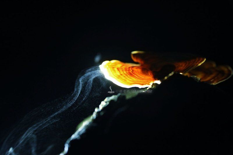 Spores fly фото превью