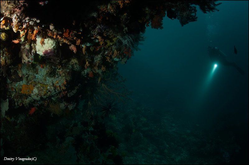 Пейзаж с кораллами фото превью