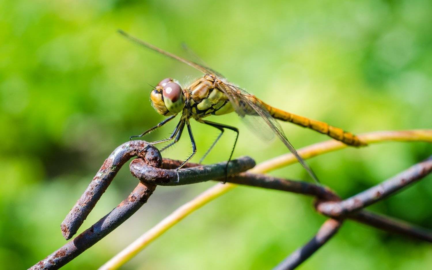 стрекоза, макро, зеленый, Slava Simonow