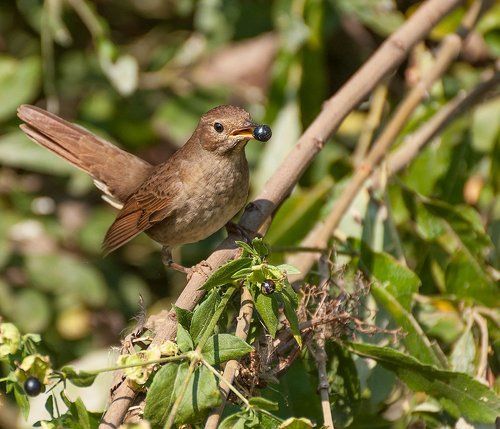 Соловья баснями не кормят