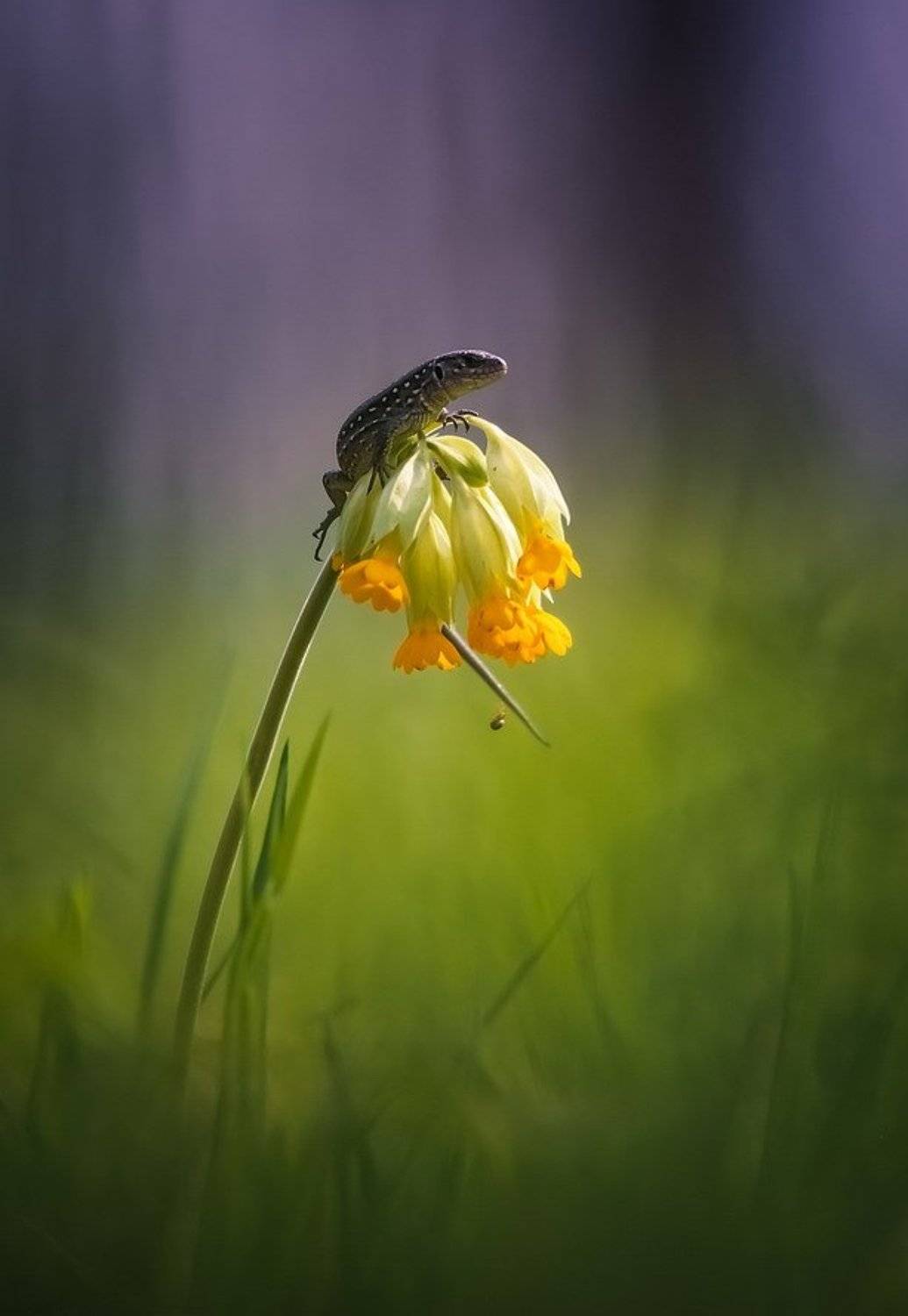 , Вячеслав Мищенко