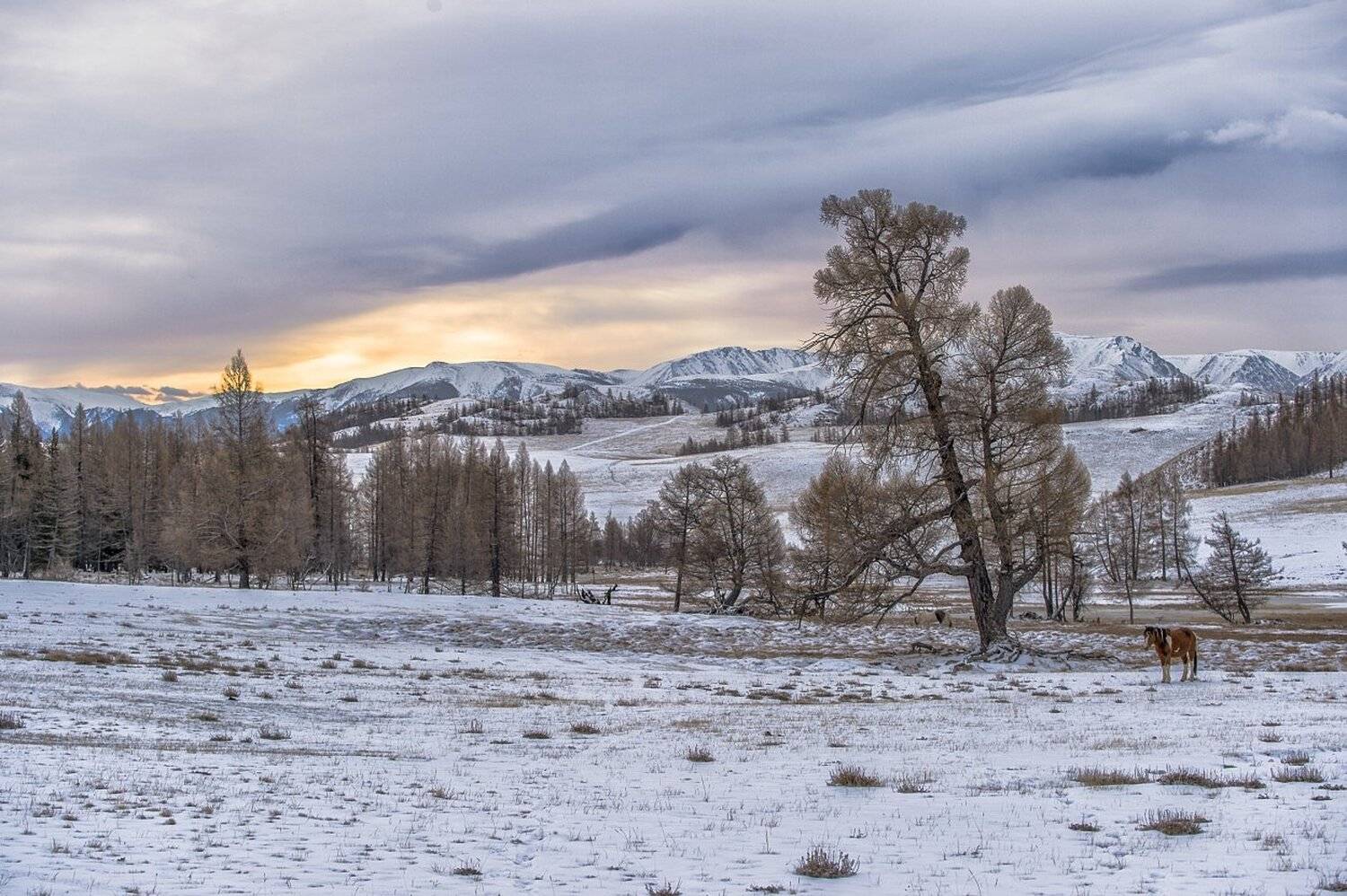 , Толмачев Дмитрий