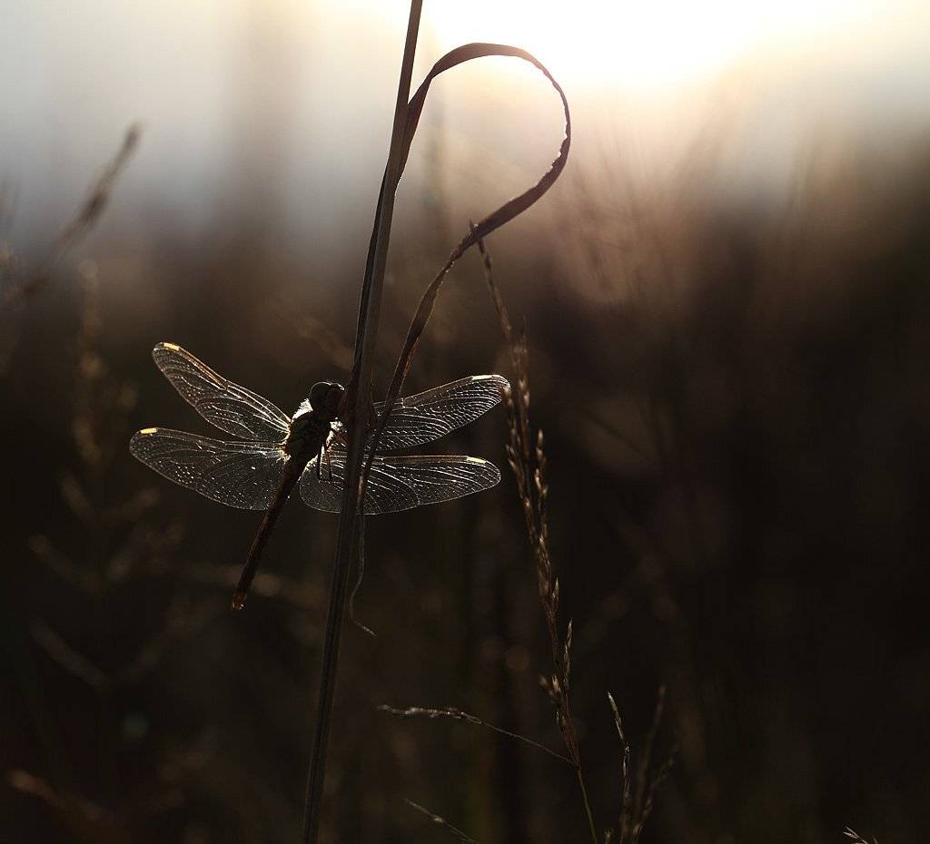 , Сергей Таланов