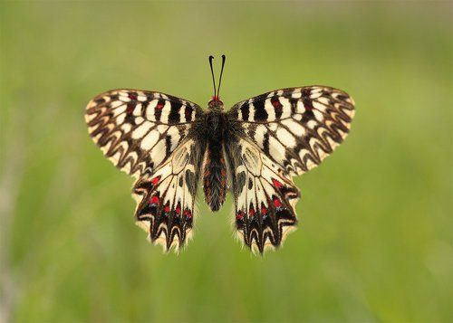 Поликсена (Zerynthia polyxena)