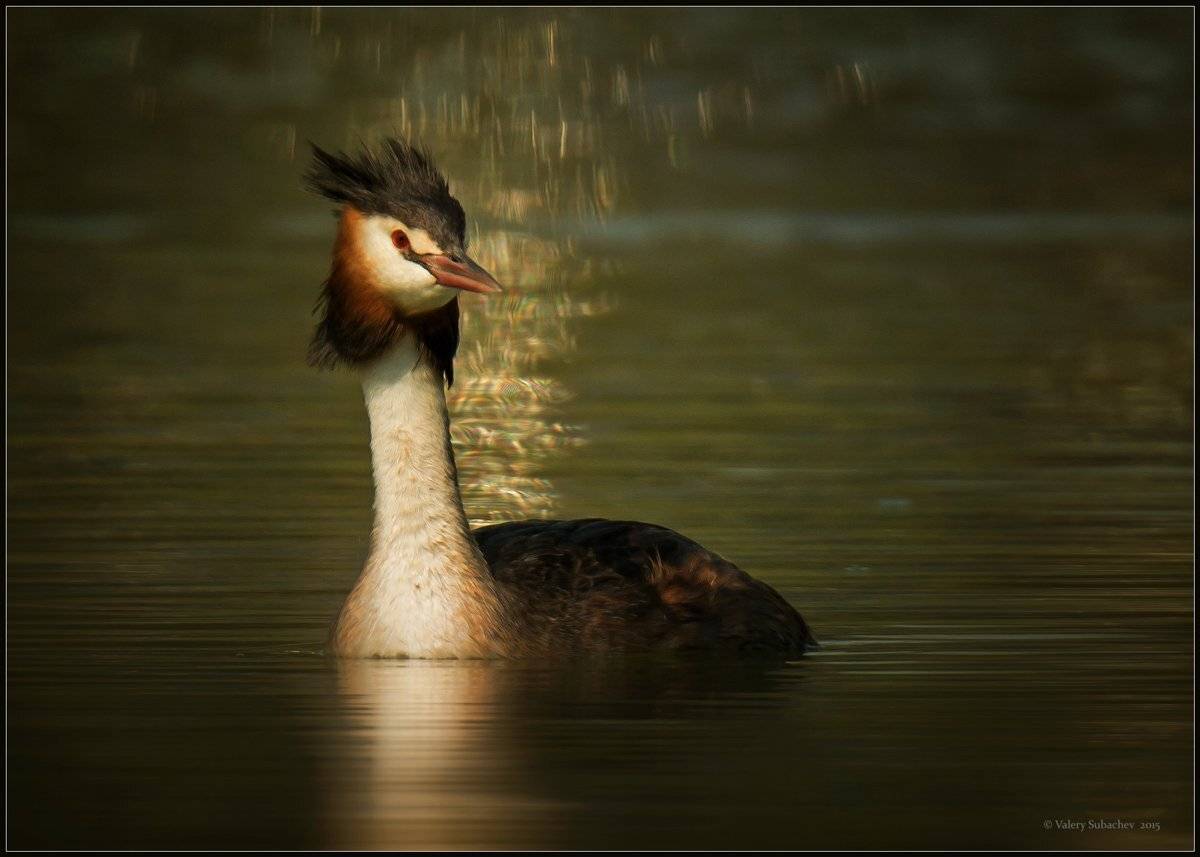, Валерий Субачев