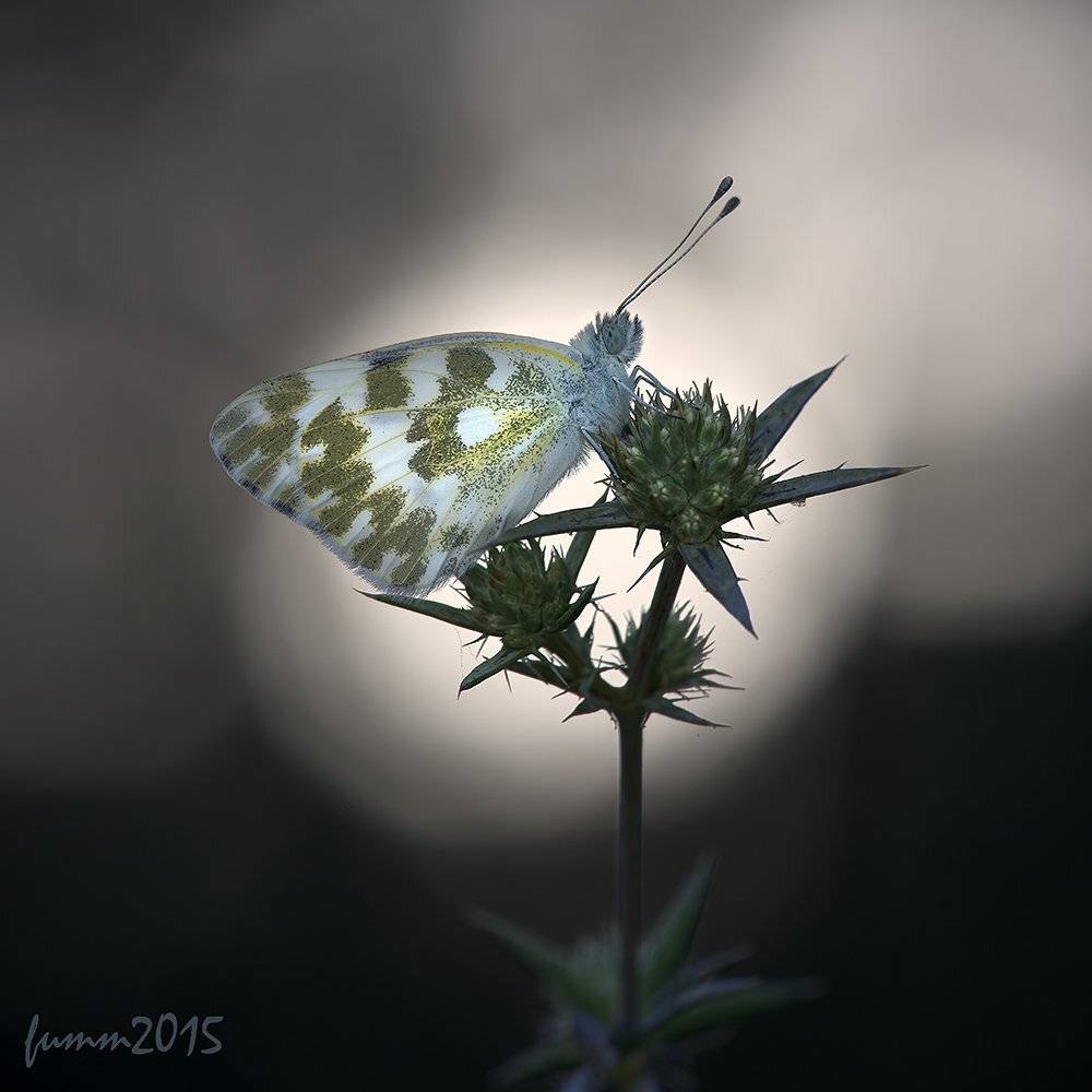 , Игорь ФУММ